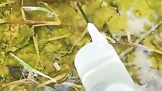 Amazing Hunt Fish