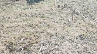 The calf eating grass