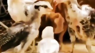 Snack Video
