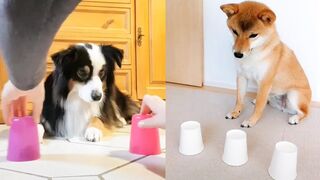 Funny Dogs and Cats Reaction to Magic Tricks | Compilation 2023
