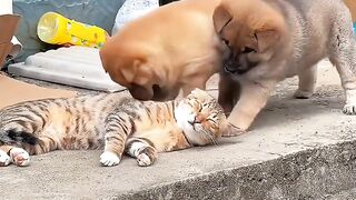 Cat Hugging its Best Friend! 13