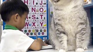 Kitten's First Time Trying Wet Food! 14