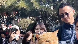 Cat Begging for a Piece of Ham! 14