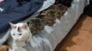 Cat Meowing "No" to the Vet! 13