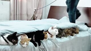 Cat Trying to Hide under a Tiny Rug! 12