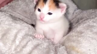 Cat Getting a Brain Freeze from Popsicle! 10