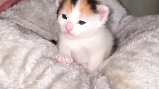 Cat Carrying a Giant Teddy Bear! 12