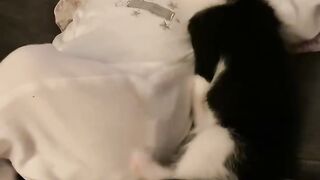 Cat Staring at a Ghost in the Hallway! 11
