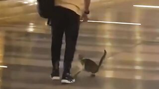 Cat Stealing a Hair Tie! 15