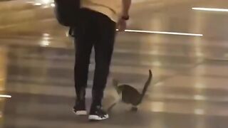 Cat Fighting its Own Tail in Circles! 11