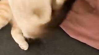 Cat Hating the Smell of Coffee! 10