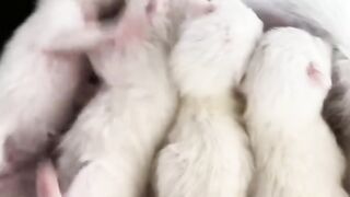 Cat Sleeping in a Perfect Circle! 16