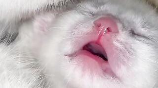 Cat Trying to Open a Cabinet Door! 12
