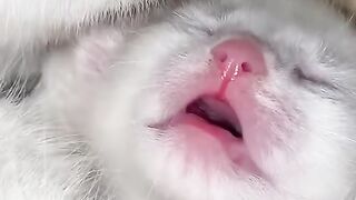 Cat Loving the Hair Dryer Warmth! 11