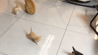 Cat Purring While Eating! 13