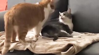 Ninja Cat Jumping Level 999! 16