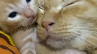 Sleeping Kitten Dreams are the Cutest! 14