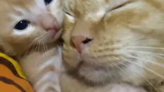 Hungry Cat Yelling for Food! 14