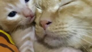 The Most Beautiful Fluffy Cat Ever! 17