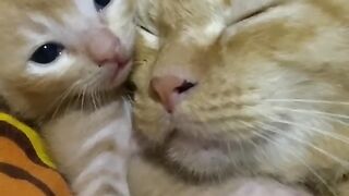 Crazy 3 AM Cat Zoomies Caught on Tape! 15