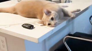 Smart Cat Opens the Door! Genius! 15