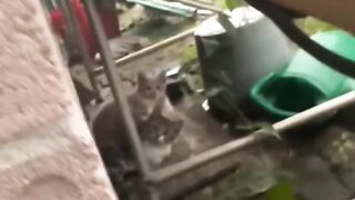 Tiny Kitten Taking First Steps! 🥺 13