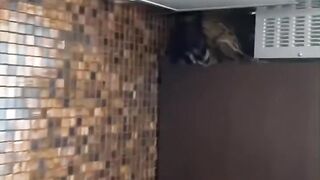 Cat Sneezing is the Cutest Thing! 15