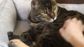 Orange Cat Behavior Explained! 😂 14