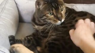 Cat Addicted to Watching TV! 14