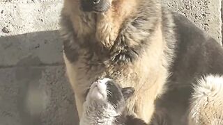 Bath Time Disaster for This Cat! 16