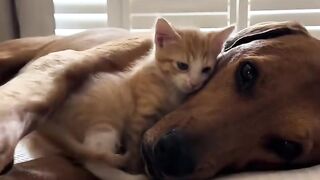 Dog Terrified of a Tiny Kitten! 13