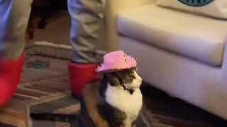 Cat Answering When Called! So Smart! 15