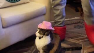 Extreme Cat Parkour in the Living Room! 15