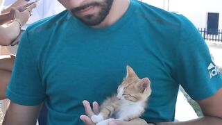 The Loudest Kitten in the World! 📢 15