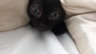 Ultimate Cat Fails Compilation 2026! 15