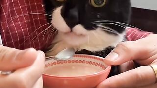 Cat Jumping Over 10 Toilet Paper Rolls! 14