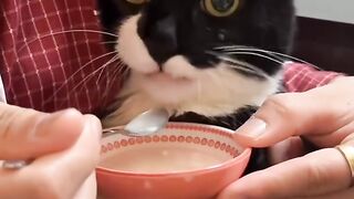 Cat Singing a Song! Hilarious Meow! 14