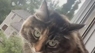 Cat Bringing Owner a Live Mouse! 15
