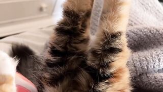 Cat Staring at a Ghost in the Corner? 14