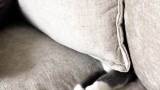 Cat Enjoying a Sunbeam! Aesthetic Video! 12
