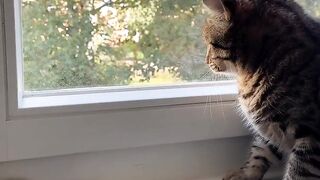 Cat Sneaking Up on a Toy Mouse! 15