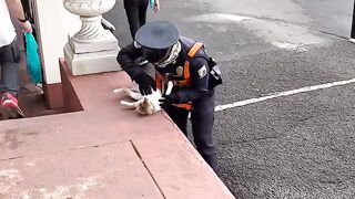Cat Waking Up Confused! Where Am I? 15