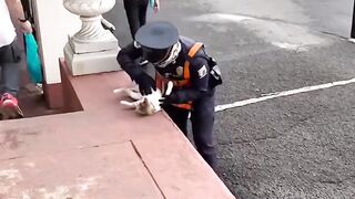 Cat Stealing the Dog's Bone! 26
