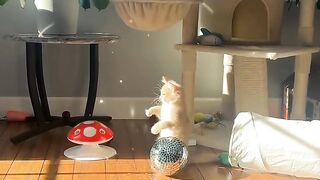 Cat Wearing a Cute Little Tie! Business Cat! 13