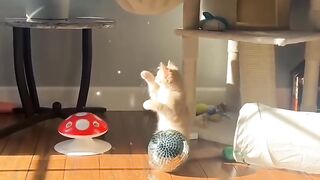 Cat Sneezing 5 Times in a Row! 14