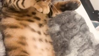 Cat Obsessed with a Cotton Swab! 13