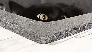 Cat Meowing "Hello"! Talking Pet! 16