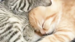Cat Falling Asleep Sitting Up! 15