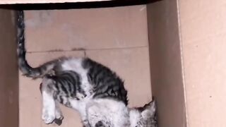 Cat Sleeping in the Weirdest Position Ever! 15