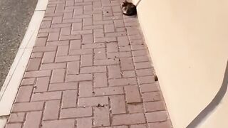 Cat Protecting Owner from a Bug! 16